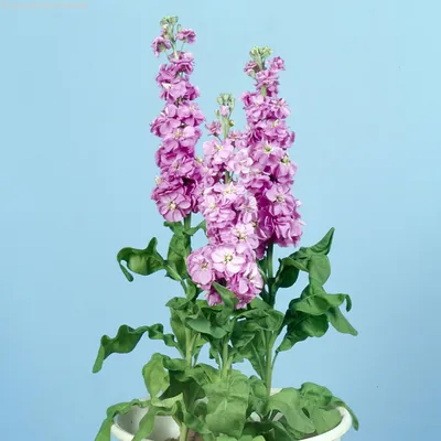 Фотография Левкой душистый (Matthiola odoratissima) | Фотобанк  ГеоФото/GeoPhoto | GetImages Group