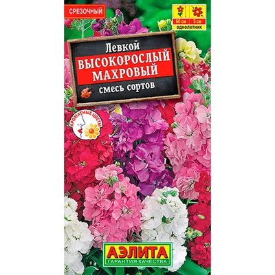 Фотография Левкой душистый (Matthiola odoratissima) | Фотобанк  ГеоФото/GeoPhoto | GetImages Group