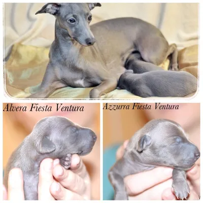 Левретка (Italian Greyhound) - это небольшая, стройная, изящная порода  собака. Описание, отзывы и фото собаки.