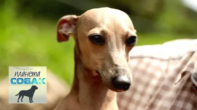 Левретка: описание породы, 🐕 характер собаки, окрасы, фото - ГульДог