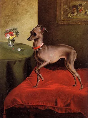 ЛЕВРЕТКА/ ITALIAN GREYHOUND | Facebook