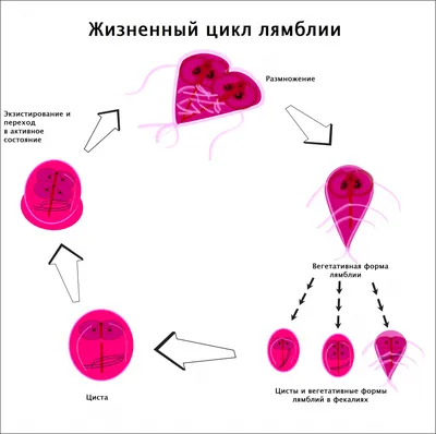 Глисты и лямблии у детей: как распознать и вылечить - KP.RU