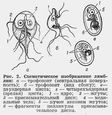 Лямблии — стоковые фотографии и другие картинки Кишечная лямблия - Кишечная  лямблия, Бактерия, Биология - iStock