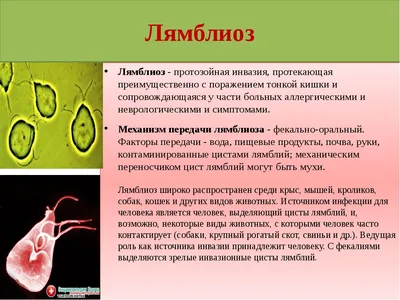 Медичний Центр Здоров'я • Харків - Цисты лямблий, препарат окрашенный  люголем. Лямблия Интестиналис может существовать в двух формах – подвижной  (жгутиковой, вегетативной) и неподвижной (циста). Что это такое – цисты  лямблий? Данная