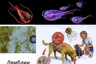 006 Лямблии в кале купить цена в Минске | Экспресс-тесты