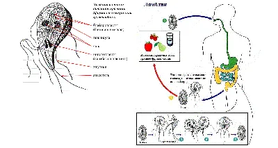 Симптомы и способы лечения лямблиоза у детей