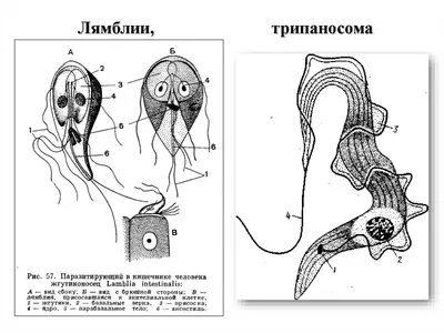 Лямблии под микроскопом — Видео | ВКонтакте