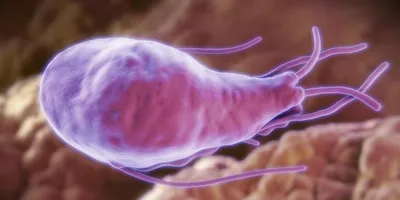 Купить Тест на Лямблии в фекалиях CITO TEST Giardia в Киеве от компании  \"Интернет-магазин медтехники \"MedHol\"\" - 1026221999