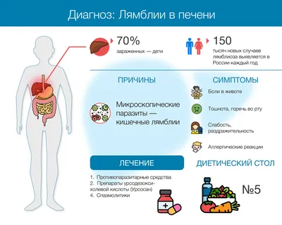 Лямблиоз. Где обитают лямблии. Паразиты в печени | Все о печени.ру