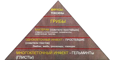 лямблиоз этоология патогенез клиника классификация | Шпаргалки Инфекционные  болезни | Docsity