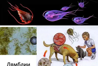 Лямблии у взрослых — симптомы, диагностика и лечение» — Яндекс Кью
