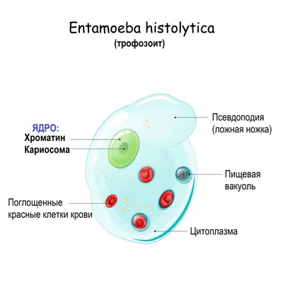 Психовегетативное состояние детей, больных лямблиозом – тема научной статьи  по наукам о здоровье читайте бесплатно текст научно-исследовательской  работы в электронной библиотеке КиберЛенинка