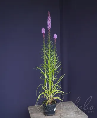 Лиатрис колосковый (Liatris Spicata)