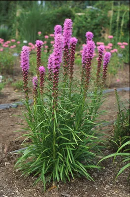 Лиатрис колосковый (Liatris spicata) - Клумбы - По областям применения -  Каталог - LESKOVO-PITOMNIK.ru