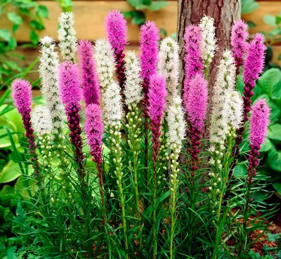 Продажа Liatris spicata Лиатрис колосистая колосковый в Санкт-Петербурге.  Купить в СПб