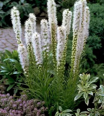 Лиатрис колосковый розовый (Liatris spicata)