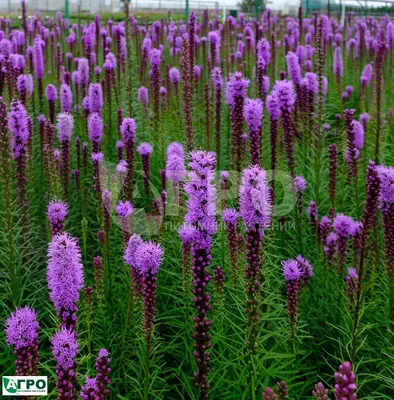 Лиатрис колосковый белый. (Liatris spicata White) Белый купить в  интернет-магазине ЦВІТСАД с доставкой по Украине