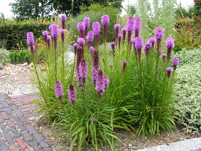 Купить Лиатрис Liatris spicata - в питомнике Флорини