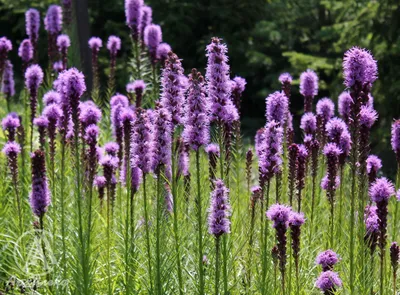 Лиатрис колосковый белый (Liatris spicata Alba)