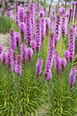 Купить Лиатрис Альба Liatris spicata Alba - в питомнике Флорини