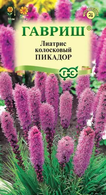 Луковицы Лиатрис Спиката, 5 шт, Нидерланды 2024 купить по цене 4.18 р. - 11  магазинов в Минске