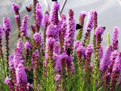 Лиатрис колосистая 'Kobold' (Liatris spicata 'Kobold')