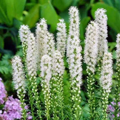 Лиатрис колосковый (Liatris spicata) в сортах - Питомник и Садовый центр  Русские Деревья