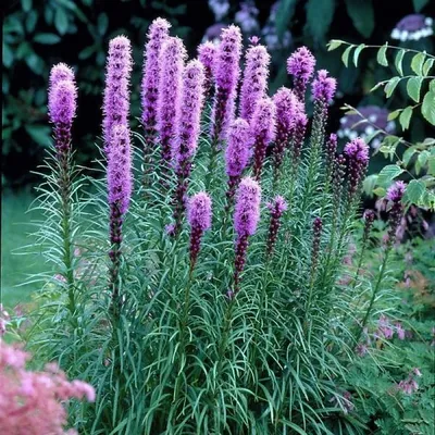 Лиатрис колосковый (Liatris spicata `Blue`) - Лиатрис - Многолетники -  Каталог - LESKOVO-PITOMNIK.ru