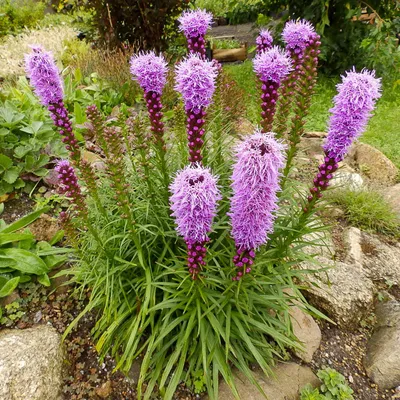 Лиатрис колосковая (Liatris spicata) - купить саженцы в Минске и Беларуси