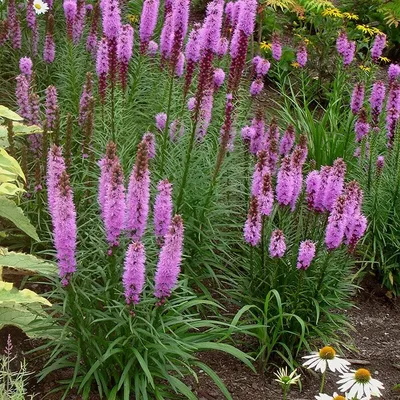 Лиатрис колосковый розовый (Liatris spicata)