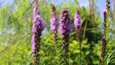 Лиатрис колосковый белый и сине-фиолетовый С2 ( Liatris Epicata Florisian)  (id 106083062), купить в Казахстане, цена на Satu.kz