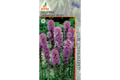 Liatris spicata 'Kobold', Лиатрис колосистый 'Кобольд'