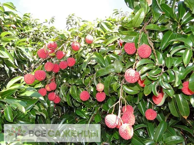 Ripe lichi stock image. Image of delicious, health, nature - 18236535