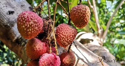 fresh lichi on tree in lichi orchard Stock Photo - Alamy