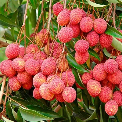 Lichi | The lychee (Litchi chinensis) is the sole member of … | Flickr