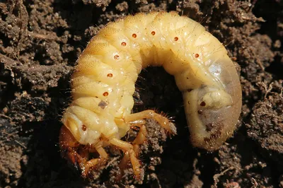 Съедобные медведки (Gryllotalpidae) — QX Shop. Магазин экзотической еды из  Азии