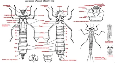 Личинка - Стрекозы Беларуси (Odonata of Belarus)