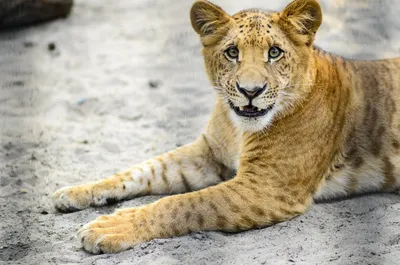 Белое Liger для прогулки в Aviary зоопарка Ligr Гибрид льва и тигра Большое  мужское Ligra Стоковое Фото - изображение насчитывающей тигр, охота:  108363800