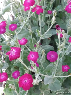 Купить Лихнис халцедонский (Lychnis chalcedonica) от 299 руб. в  интернет-магазине Архиленд с доставкой почтой по Москве и в регионы