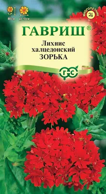 Лихнис Юпитера / Лихнис корончатый - «Лихнис корончатый - смотрится богато  и красиво!» | отзывы