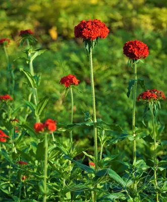 Лихнис халцедонский (Lychnis chalcedonica) - Лихнис