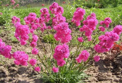 Лихнис корончатый (Lychnis Coronaria) купить с доставкой по Беларуси  \"BuonRoza \"