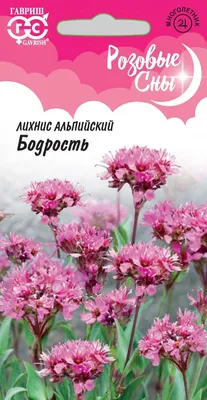 Лихнис халцедонский - легко вырастить из семян яркое и беспроблемное  растение - YouTube