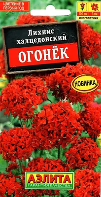 Лихнис Везувий аркрайта. Купить саженцы ЗКС в питомнике