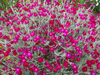 Лихнис халцедонский \"Lychnis chalcedonica\" купить по цене 450 рублей от  питомника саженцев и растений Центросад | Фото и консультация по уходу