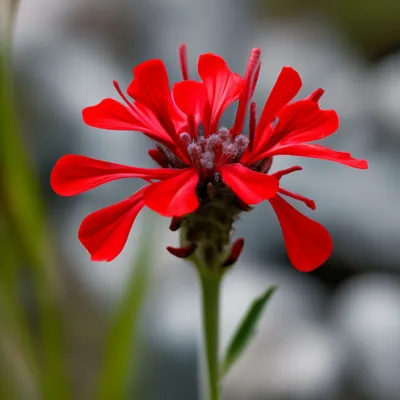 Лихнис корончатый (горицвет кожистый): купить в Москве саженцы Lychnis  coronaria в питомнике «Медра» по цене от 580 руб