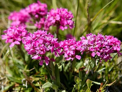 Купите лихнис корончатый (lychnis coronaria) 🌹 из питомника Долина роз с  доставкой!