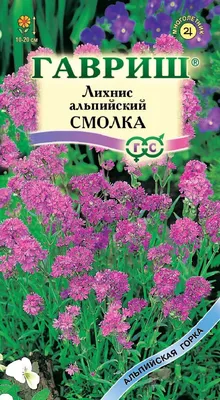 Лихнис халцедонский, Lychnis chalcedonica