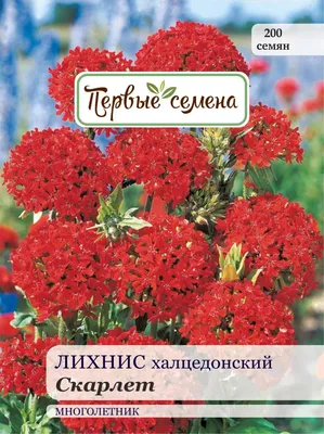 🌱 Лихнис (Зорька) Кукушкин цвет по цене от 750 руб: саженцы, рассада -  купить в Москве с доставкой - интернет-магазин Все Сорта