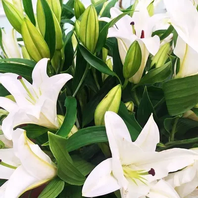 Белые лилии в букете Адель купить в Краснодаре по выгодной цене